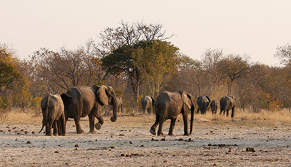 Hwange NP