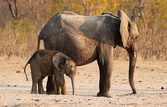 Hwange NP