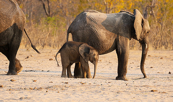 Hwange NP