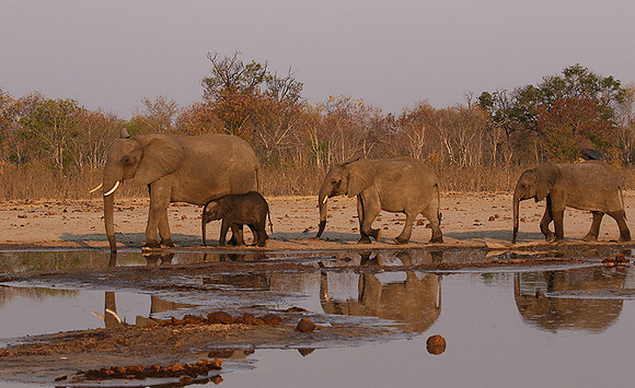 Hwange NP