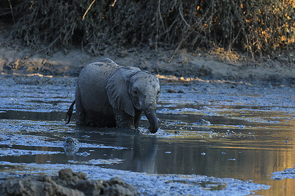 Mana Pools NP