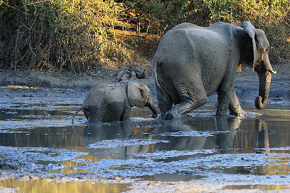 Mana Pools NP