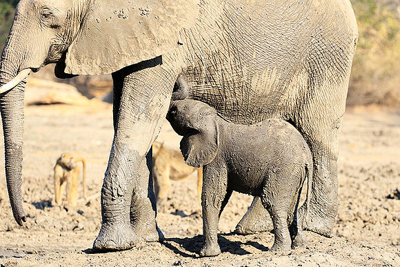 Mana Pools NP