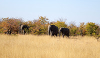 Hwange NP