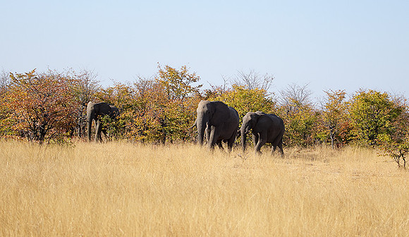 Hwange NP