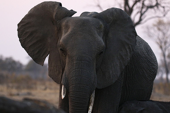 Hwange NP