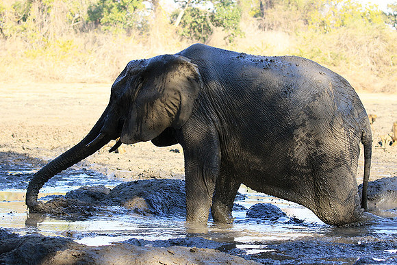 Mana Pools NP