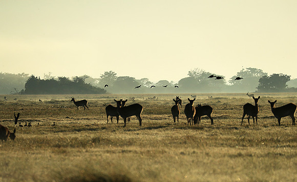 Morning mist in Kafue NP