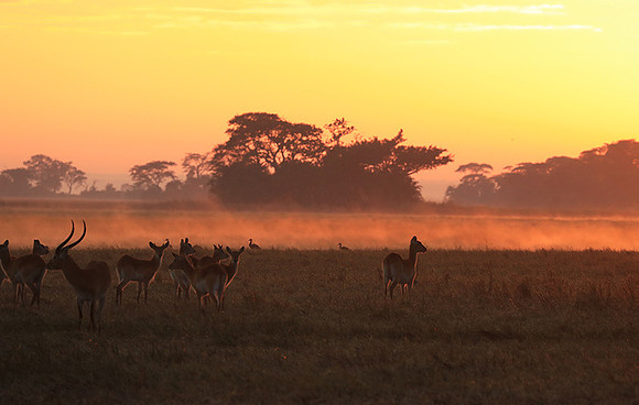 Morning mist in Kafue NP