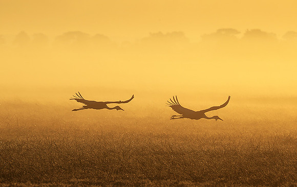 Morning mist in Kafue NP