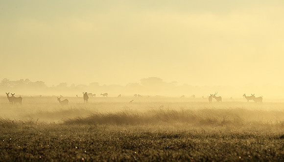 Morning mist in Kafue NP