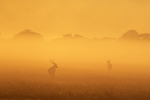 Morning mist in Kafue NP