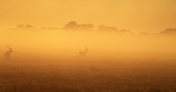 Morning mist in Kafue NP