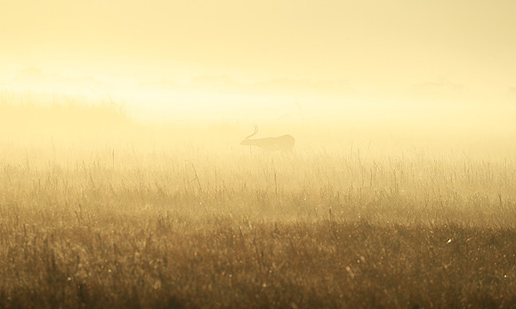 Morning mist in Kafue NP