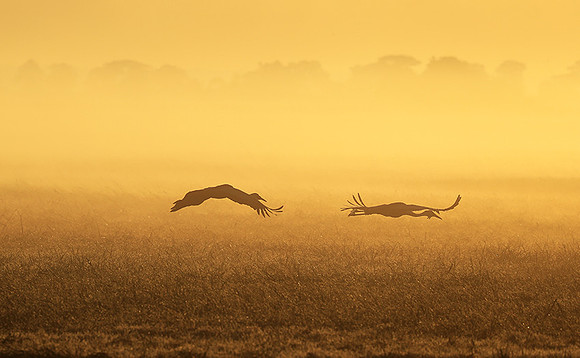 Morning mist in Kafue NP
