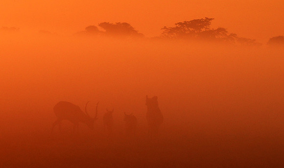 Morning mist - Kafue NP