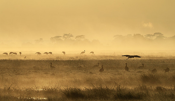 Morning mist in Kafue NP