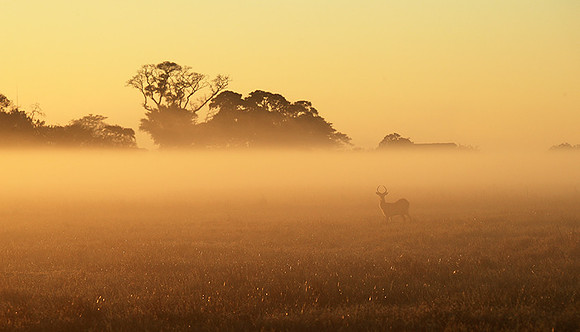Morning mist in Kafue NP