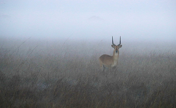 Morning mist in Kafue NP