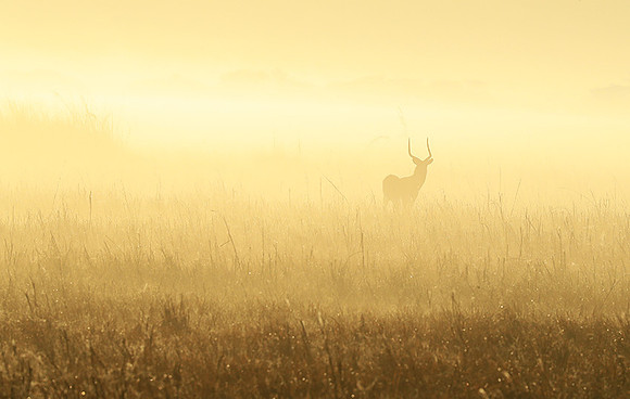 Morning mist in Kafue NP