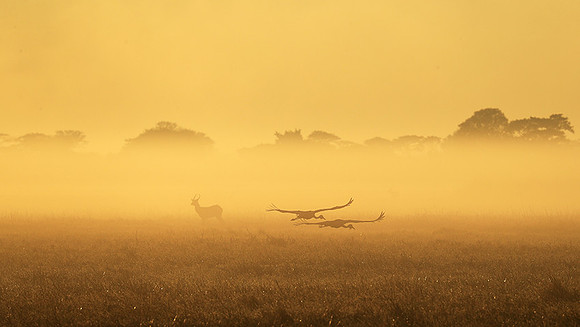 Morning mist in Kafue NP