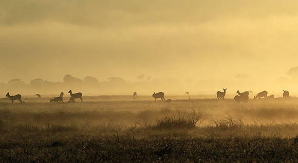 Morning mist - Kafue NP