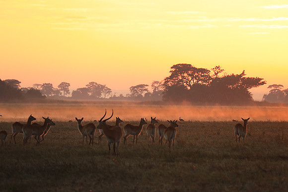Morning mist in Kafue NP