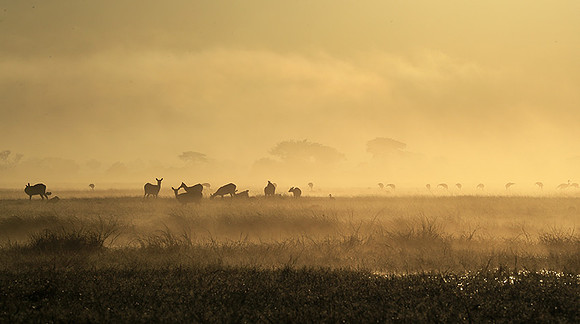 Morning mist in Kafue NP