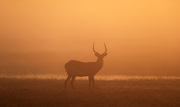 Morning mist in Kafue NP