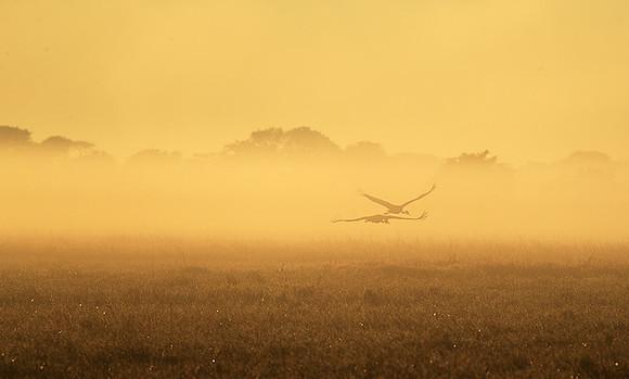 Morning mist in Kafue NP