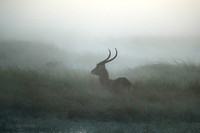 Morning mist in Kafue NP