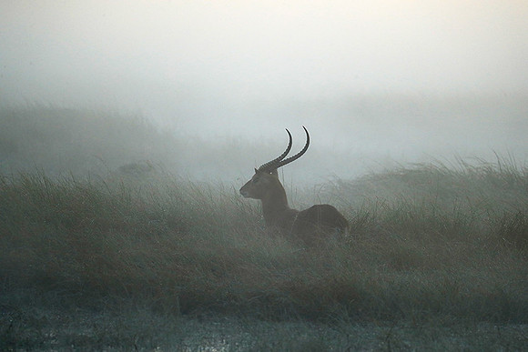 Morning mist in Kafue NP