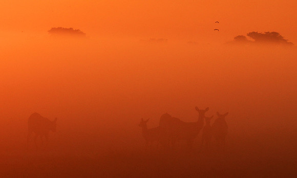 Morning mist - Kafue NP