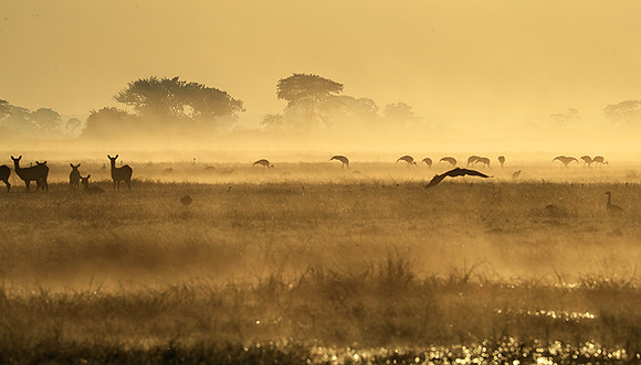 Morning mist - Kafue NP
