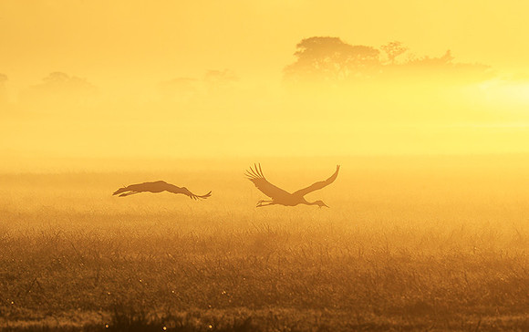 Morning mist in Kafue NP