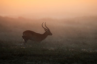 Morning mist in Kafue NP