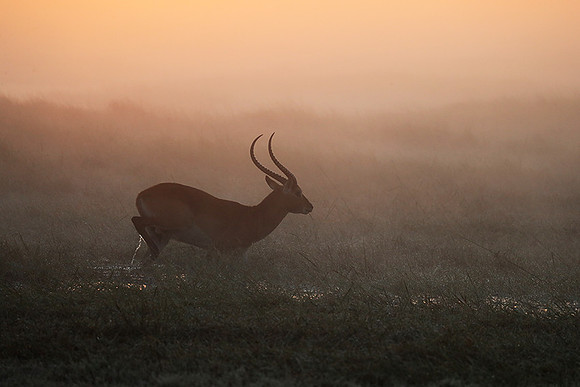 Morning mist in Kafue NP