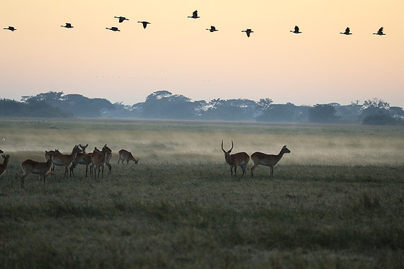 Morning mist in Kafue NP
