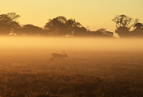 Morning mist in Kafue NP
