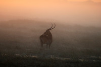 Morning mist in Kafue NP