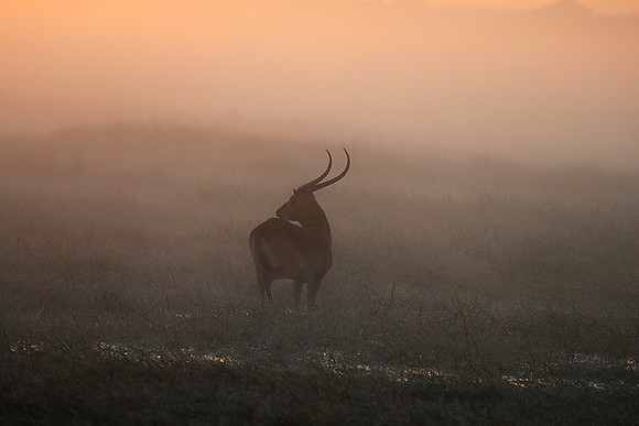 Morning mist in Kafue NP
