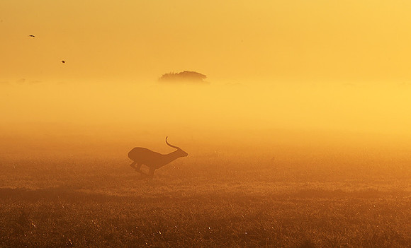 Morning mist in Kafue NP