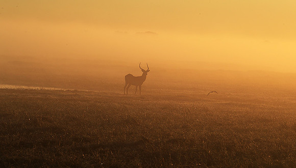 Morning mist in Kafue NP