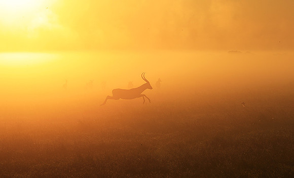 Morning mist - Kafue NP