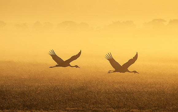 Morning mist in Kafue NP