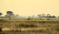 Morning mist in Kafue NP