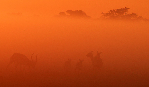 Morning mist - Kafue NP