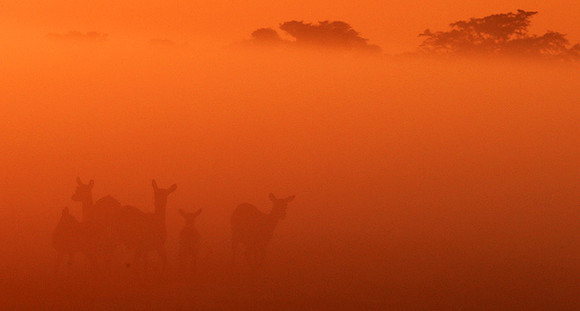 Morning mist - Kafue NP