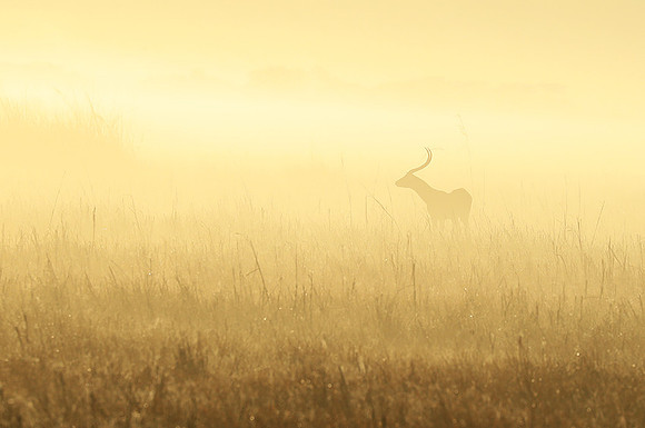 Morning mist in Kafue NP