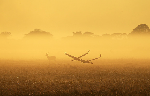 Morning mist in Kafue NP